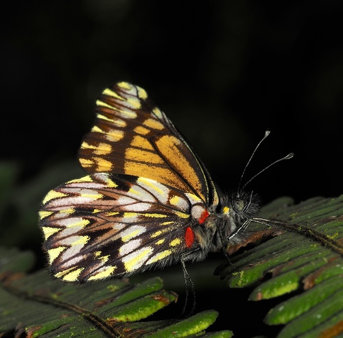 Catasticta lanceolata