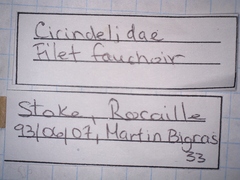 Cicindela repanda repanda