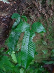 Grypothrix triphylla