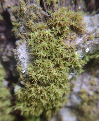 Zygodon viridissimus observed 2026-06-30