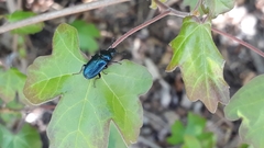 Platycerus