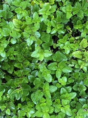 Origanum