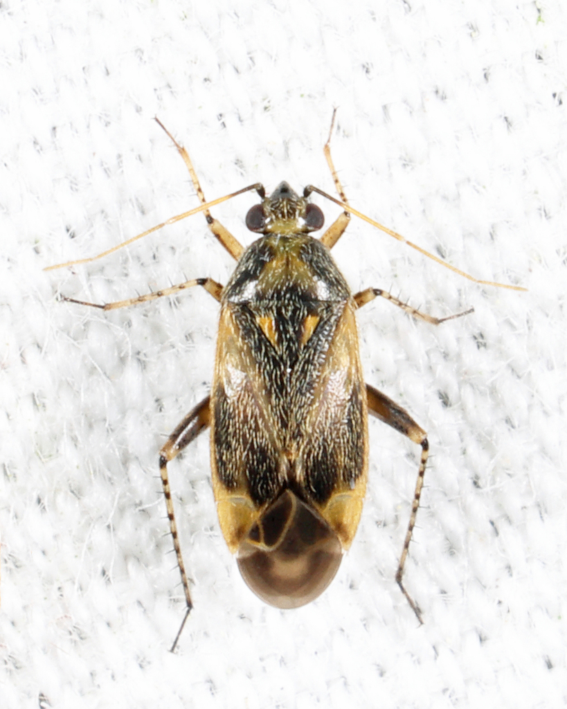 Plagiognathus