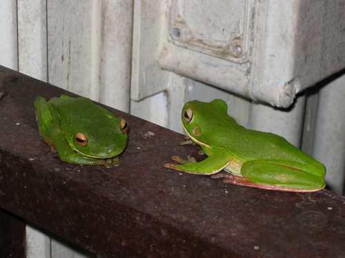 Nyctimystes infrafrenatus observed 2006-08-15