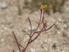 Camissonia pusilla