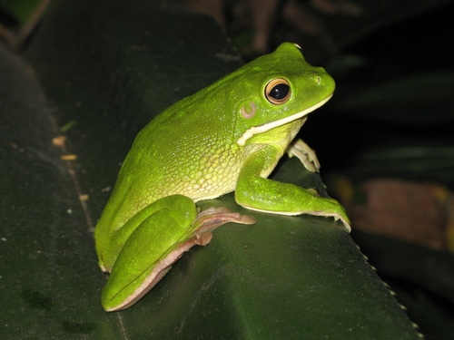 Nyctimystes infrafrenatus observed 2007-04-05