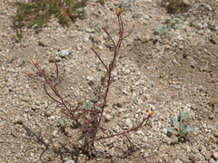 Camissonia pusilla