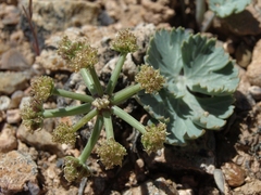 Cymopterus basalticus