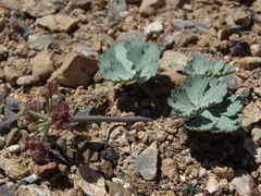 Cymopterus basalticus