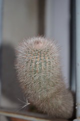 Parodia scopa
