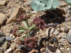 Cymopterus basalticus