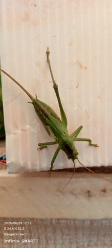 Great Green Bush-cricket