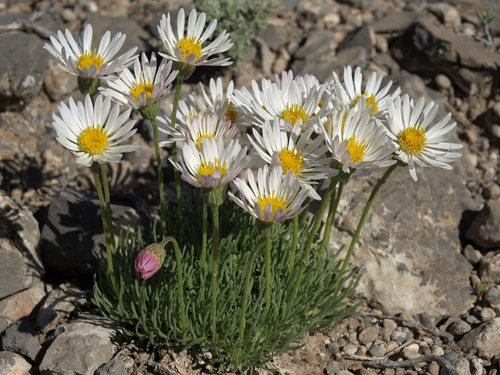 Erigeron compactus S.F.Blake