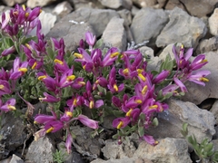 Rhinotropis subspinosa