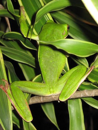 Nyctimystes infrafrenatus observed 2007-04-22