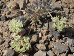 Eriogonum villiflorum
