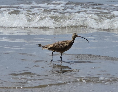 iNaturalist observation photo of Long-billed Curlew