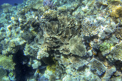 Acropora humilis