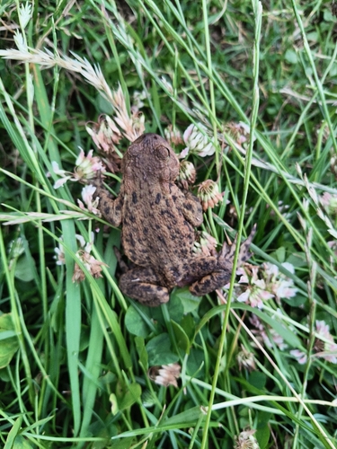 European Toad