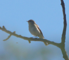 Phylloscopus trochilus trochilus