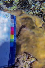 Porites lobata