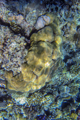 Porites lobata