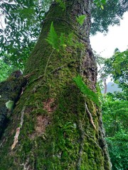 Davallia trichomanoides