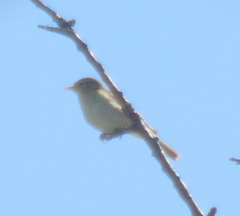 Phylloscopus trochilus trochilus