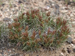 Blepharidachne kingii