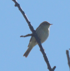 Phylloscopus trochilus trochilus