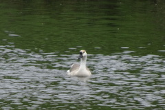 Anser cygnoides domesticus