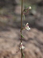 Sairocarpus kingii