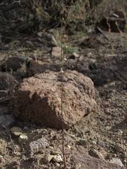 Sairocarpus kingii