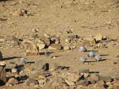 Columba livia targia