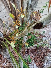 Encyclia nematocaulon