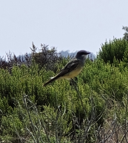 iNaturalist observation photo of Cassin's Kingbird