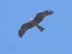 Milvus migrans migrans