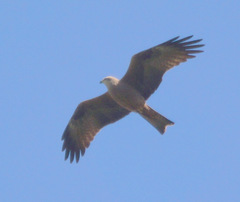 Milvus migrans migrans