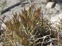 Blepharidachne kingii