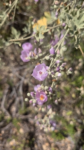 iNaturalist observation photo of bushmallows