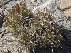 Blepharidachne kingii