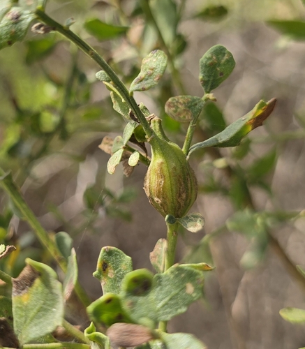 iNaturalist observation photo of Coyote Brush Stem Gall Moth