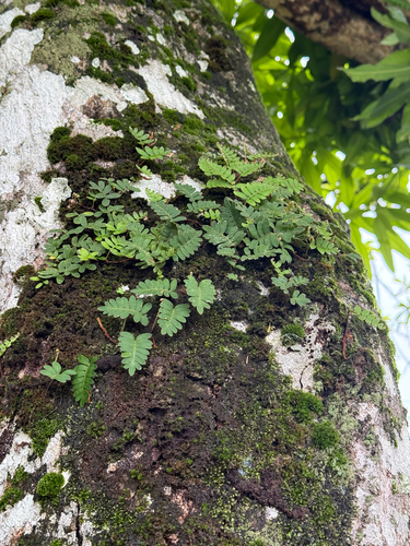 Pleopeltis polypodioides