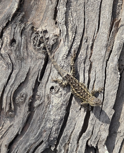 iNaturalist observation photo of Western Fence Lizard