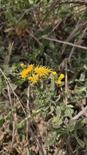 iNaturalist observation photo of Coastal Goldenbush