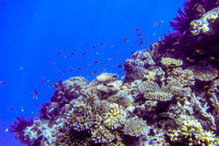 Neopomacentrus azysron