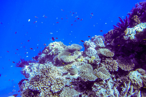 Dascyllus reticulatus