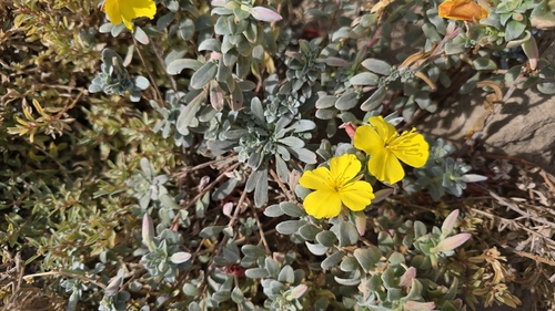 iNaturalist observation photo of beach suncup