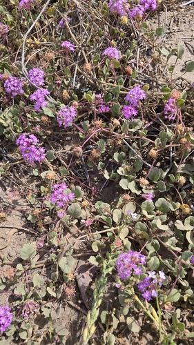 iNaturalist observation photo of sand verbenas