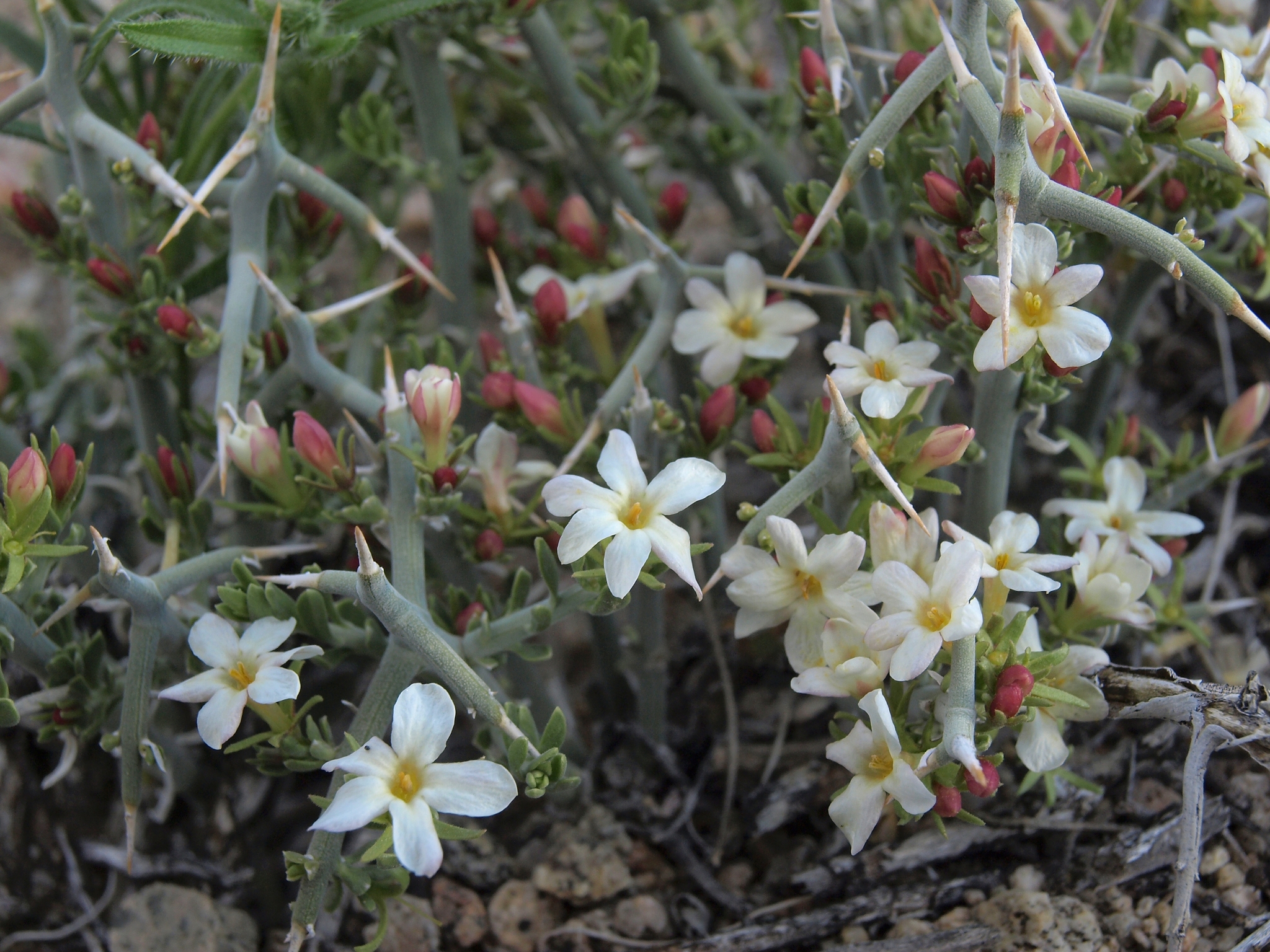 Menodora spinescens